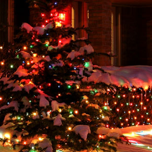 tree-shrub-christmas-lights-installation-in-cincinnati-oh-area